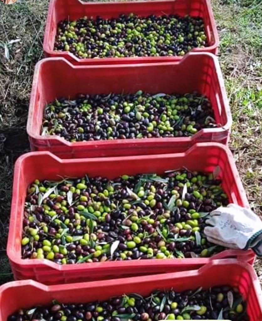 Maisie Olive Gold Huile d'Olive Extra Vierge (250ml)